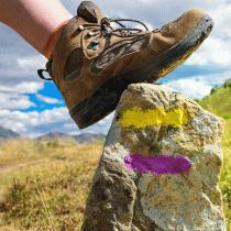 shoe